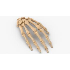 3D Real Human Hand Bones Anatomy 01